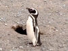1-large-penguin