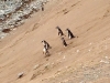 Penguins-on-hill